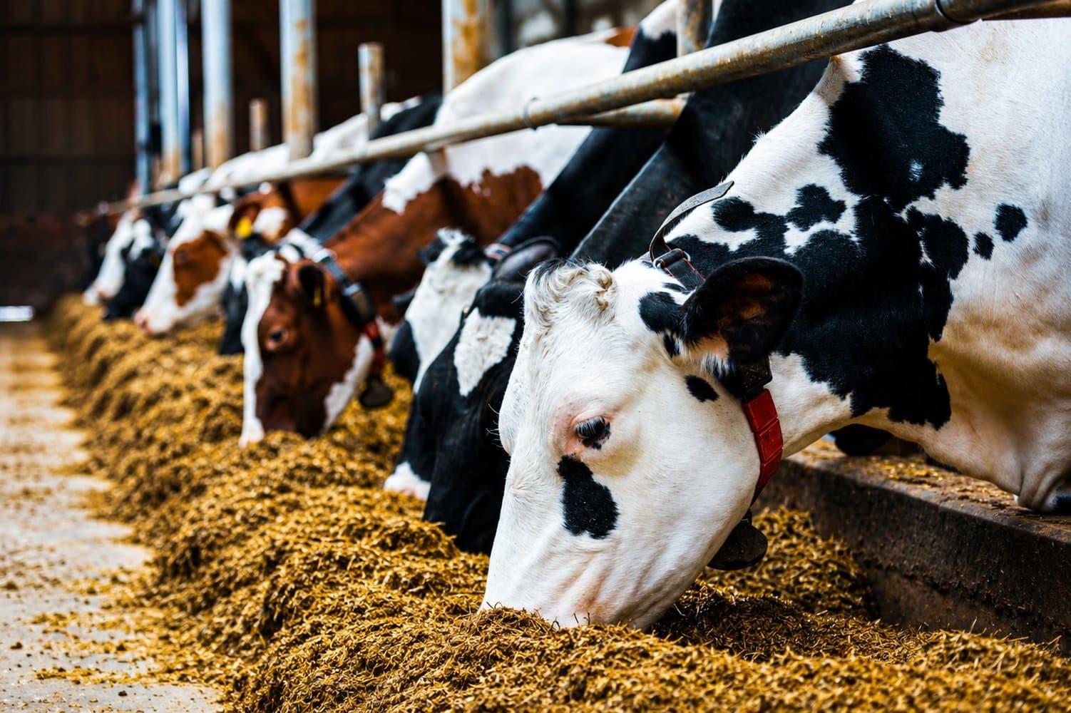 Dairy cows eating feed at a barn